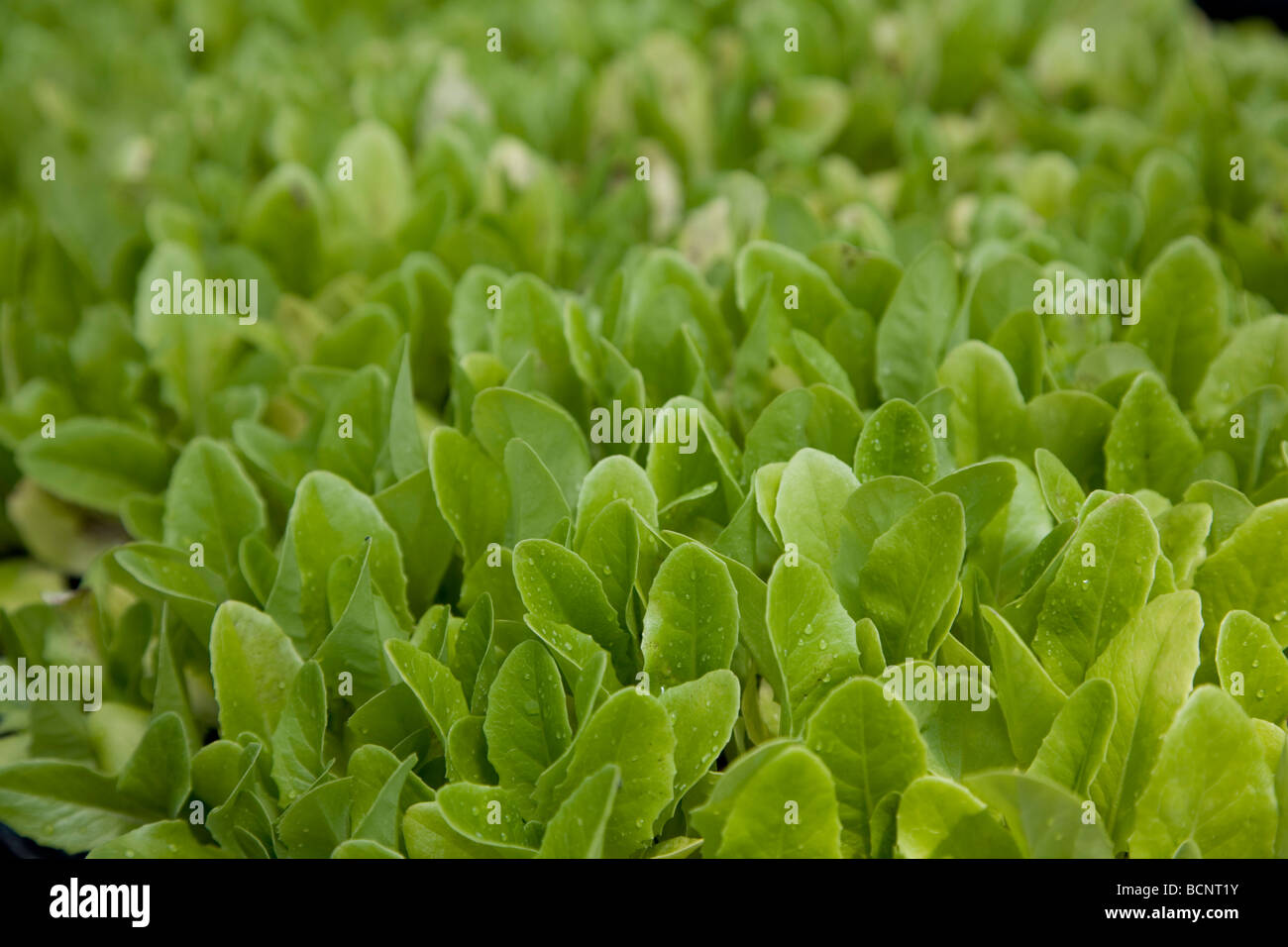 Full Circle Farm Organic Produce Farm in Carnation, Washington Stock