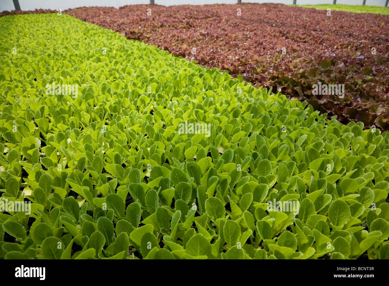 Full Circle Farm Organic Produce Farm in Carnation, Washington Stock