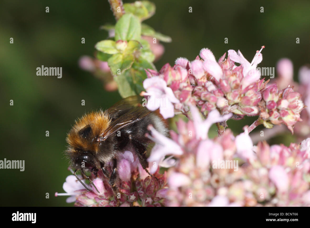 Bombus agrorum, the common carder bee, feeding on Oreganum vulgare Stock Photo