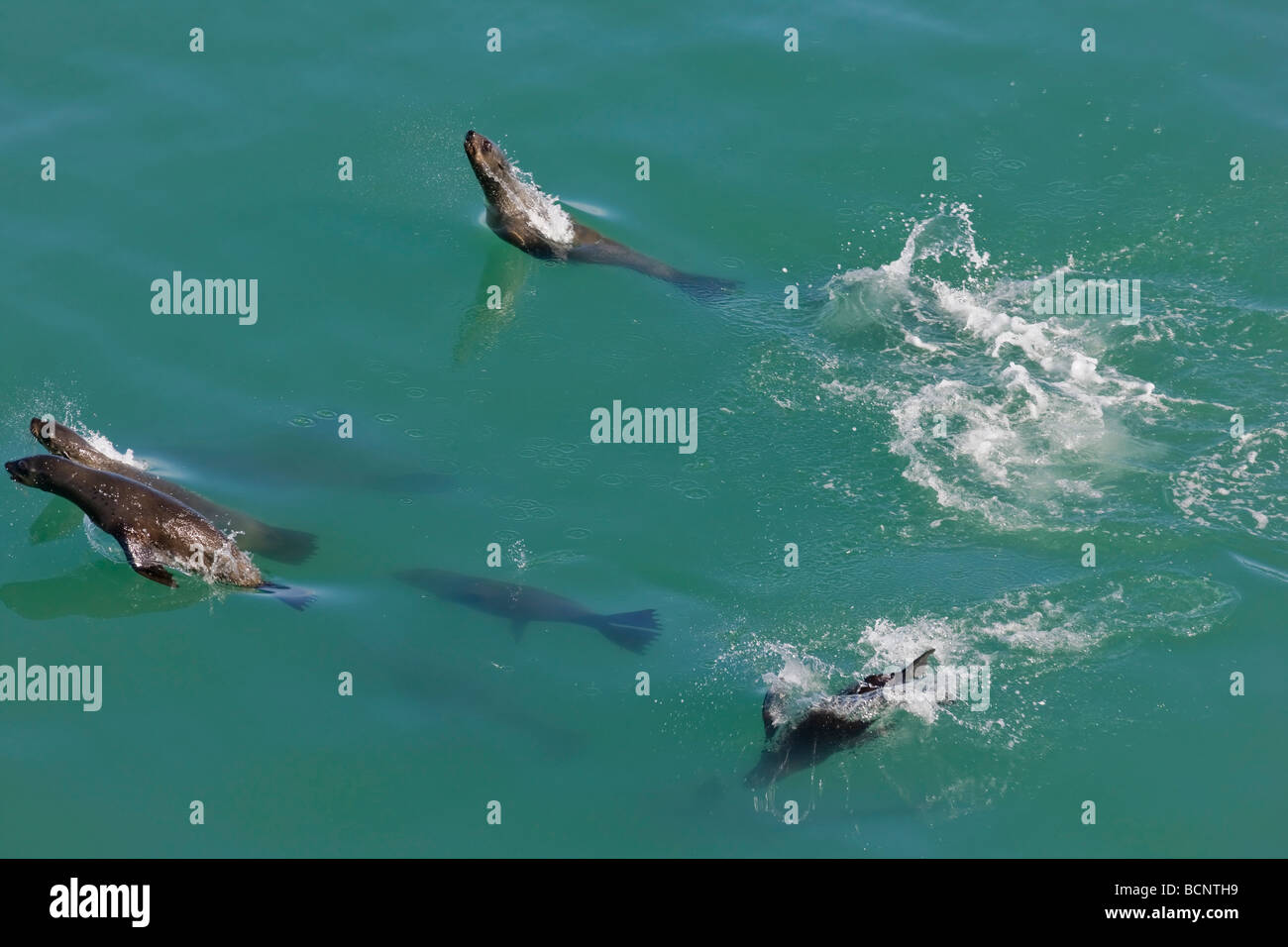Fur seals swimming and playing in sea at Dassen Island Stock Photo