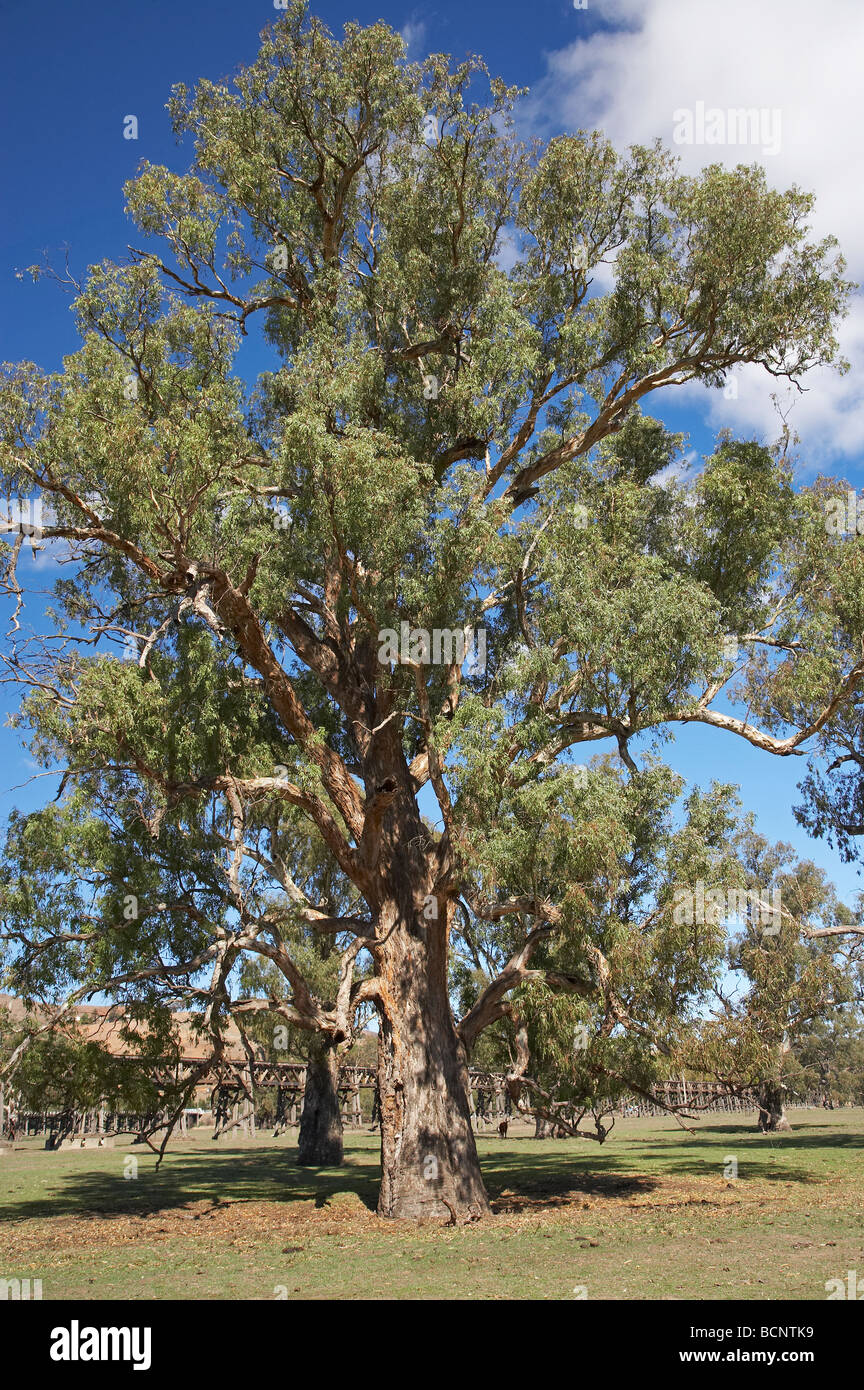 Eucalyptus Tree Gundagai Southern New South Wales Australia Stock Photo
