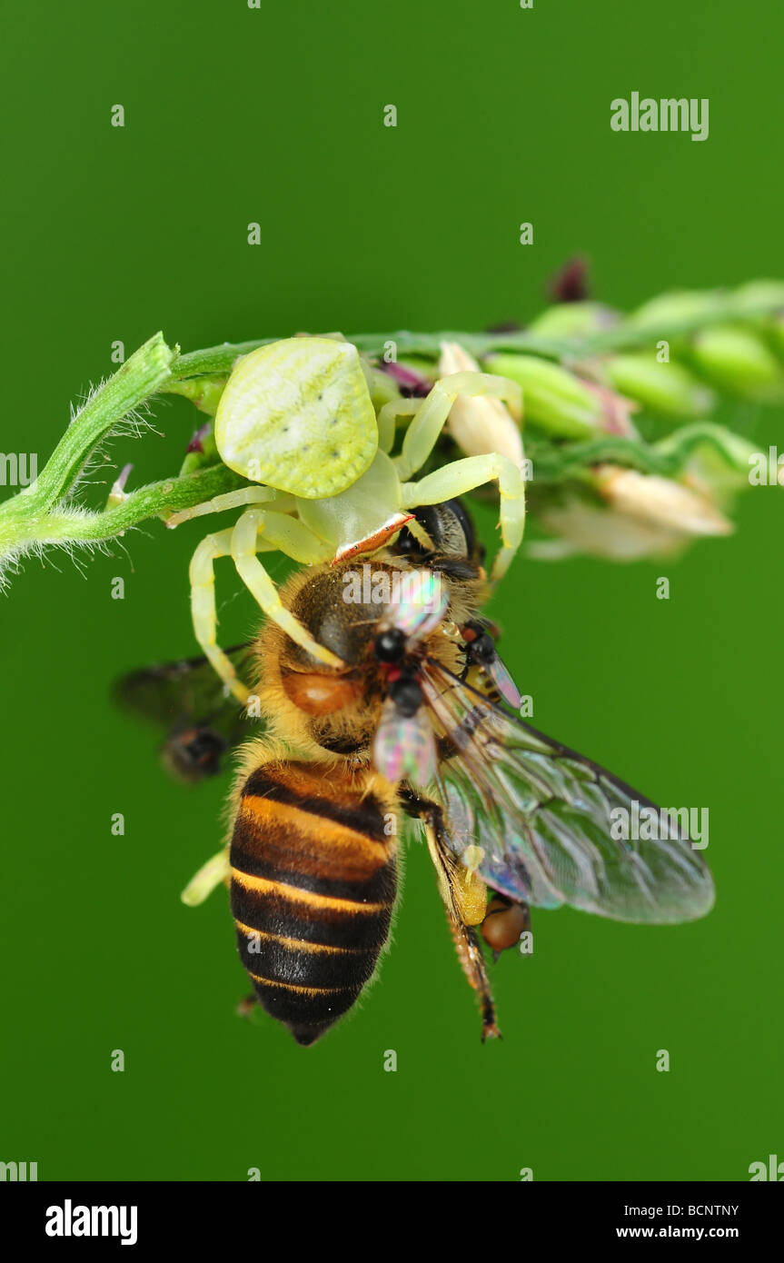 crab spider eating a bee Stock Photo Alamy