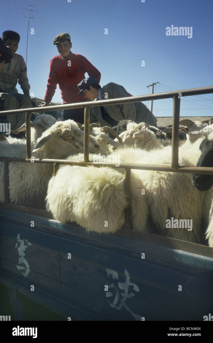 Tibet Ranchers qinghai tibet Sheep near the Qinghai Lake Stock Photo - Alamy