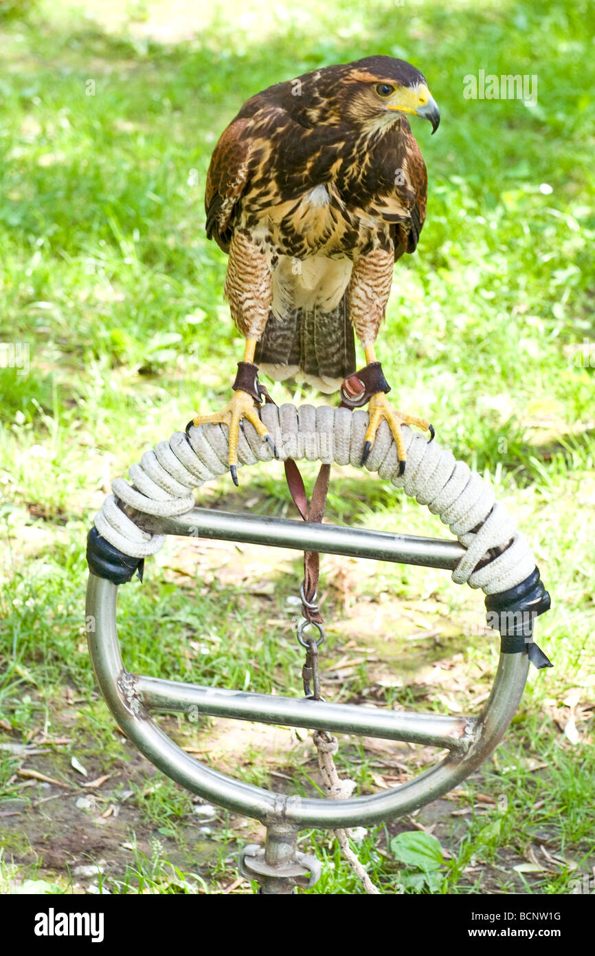 Hawk Rapacious Predatory Bird High Resolution Stock Photography and ...
