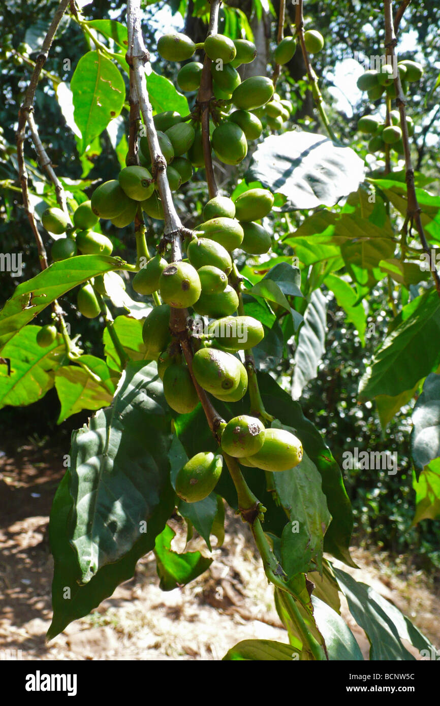 ethiopia coffee plant Stock Photo