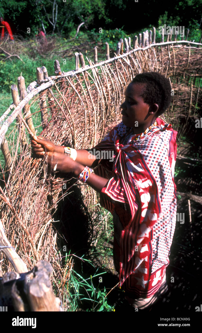 maasai woman building house masai mara kenya Stock Photo Alamy