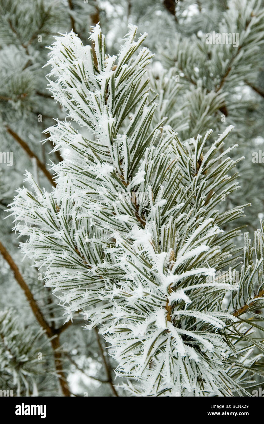 Pine branches covered by fresh frost Stock Photo - Alamy