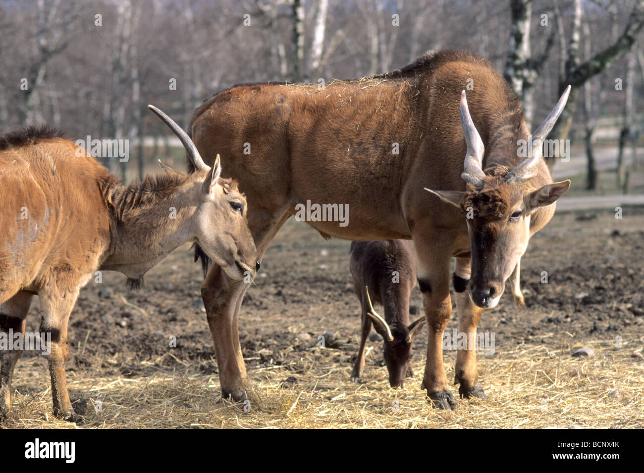antilope alcina Stock Photo