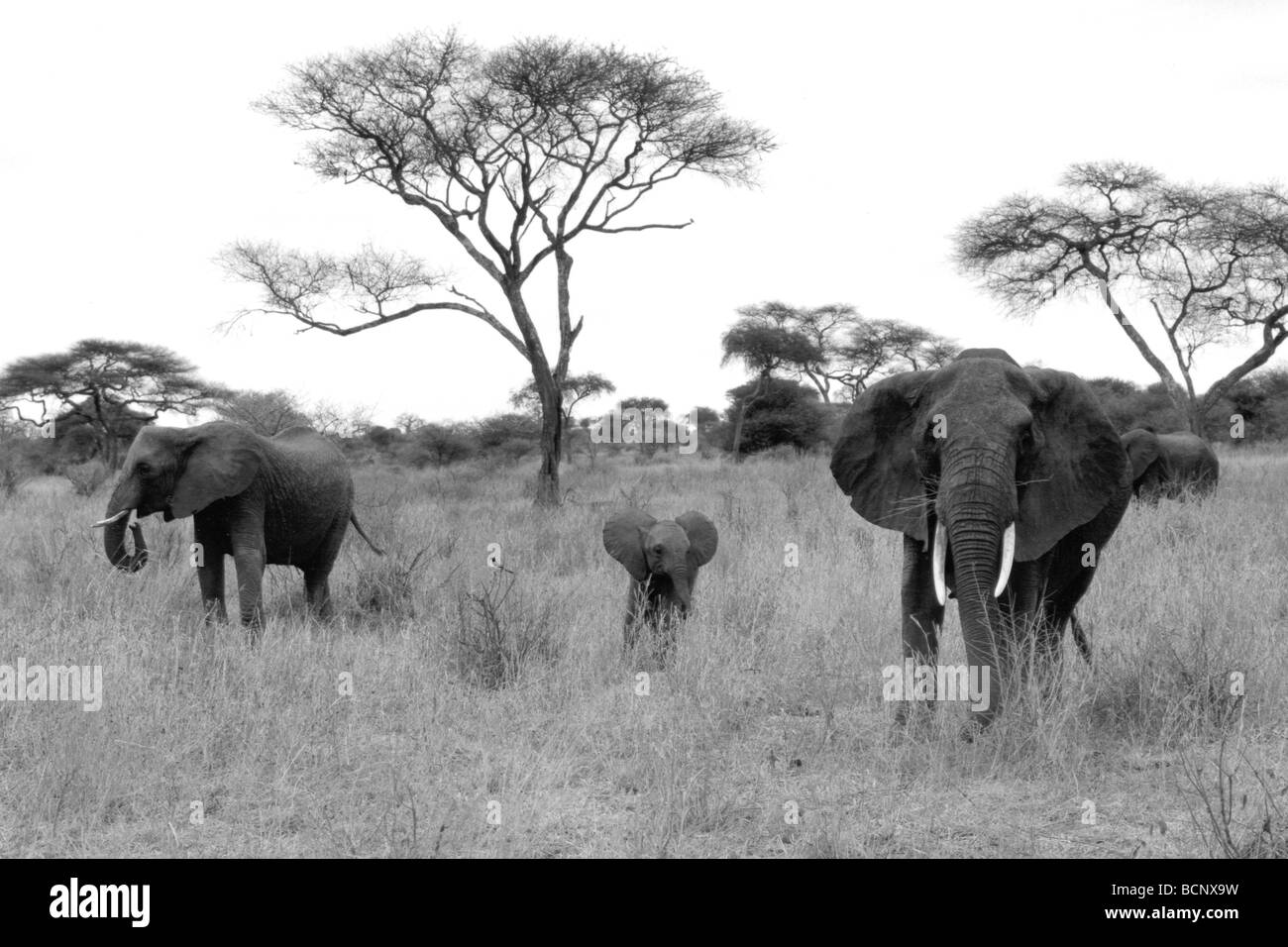 tanzania serengeti national park Stock Photo