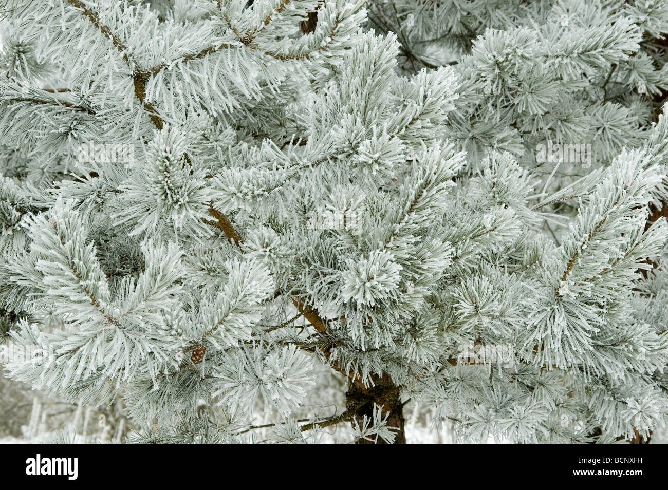 Pine branches covered by fresh frost Stock Photo - Alamy