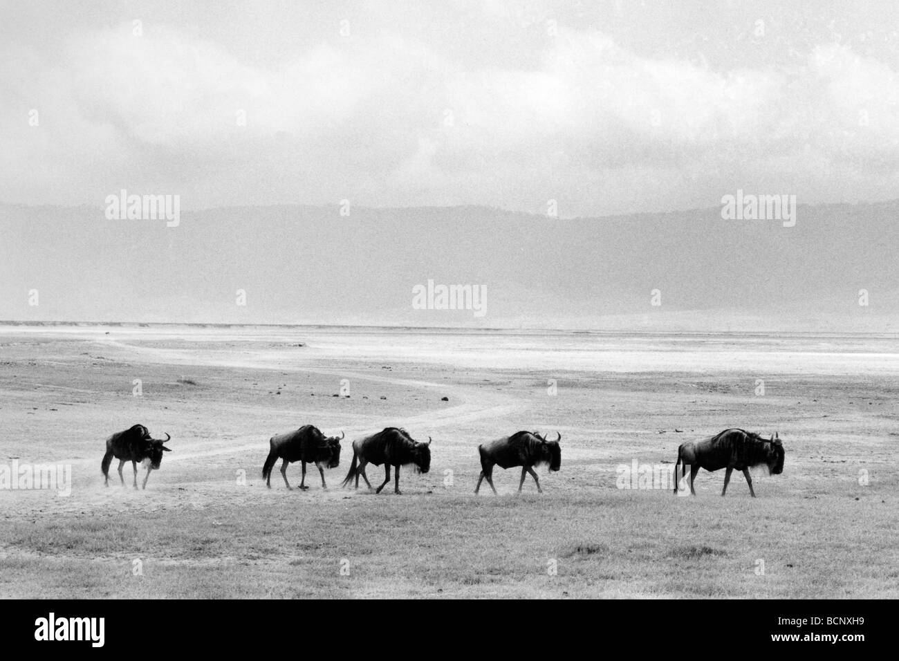 tanzania ngorongoro national park Stock Photo