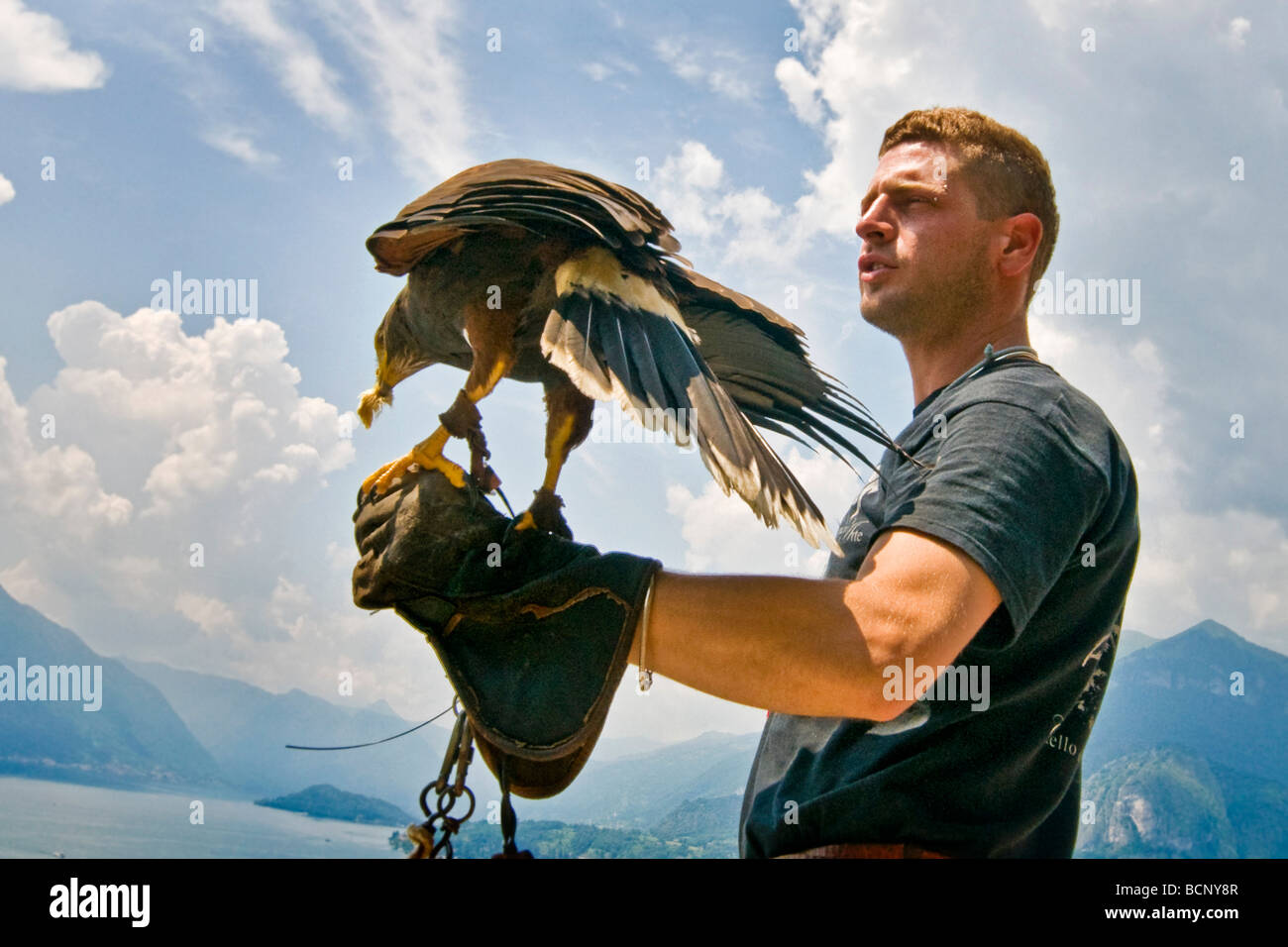 hawk falcon Stock Photo