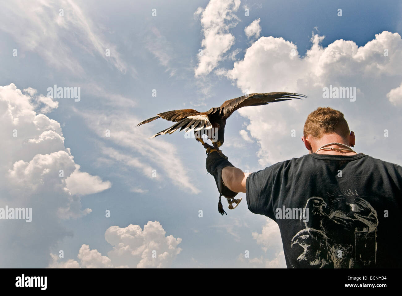 Hawk rapacious predatory bird hi-res stock photography and images - Alamy