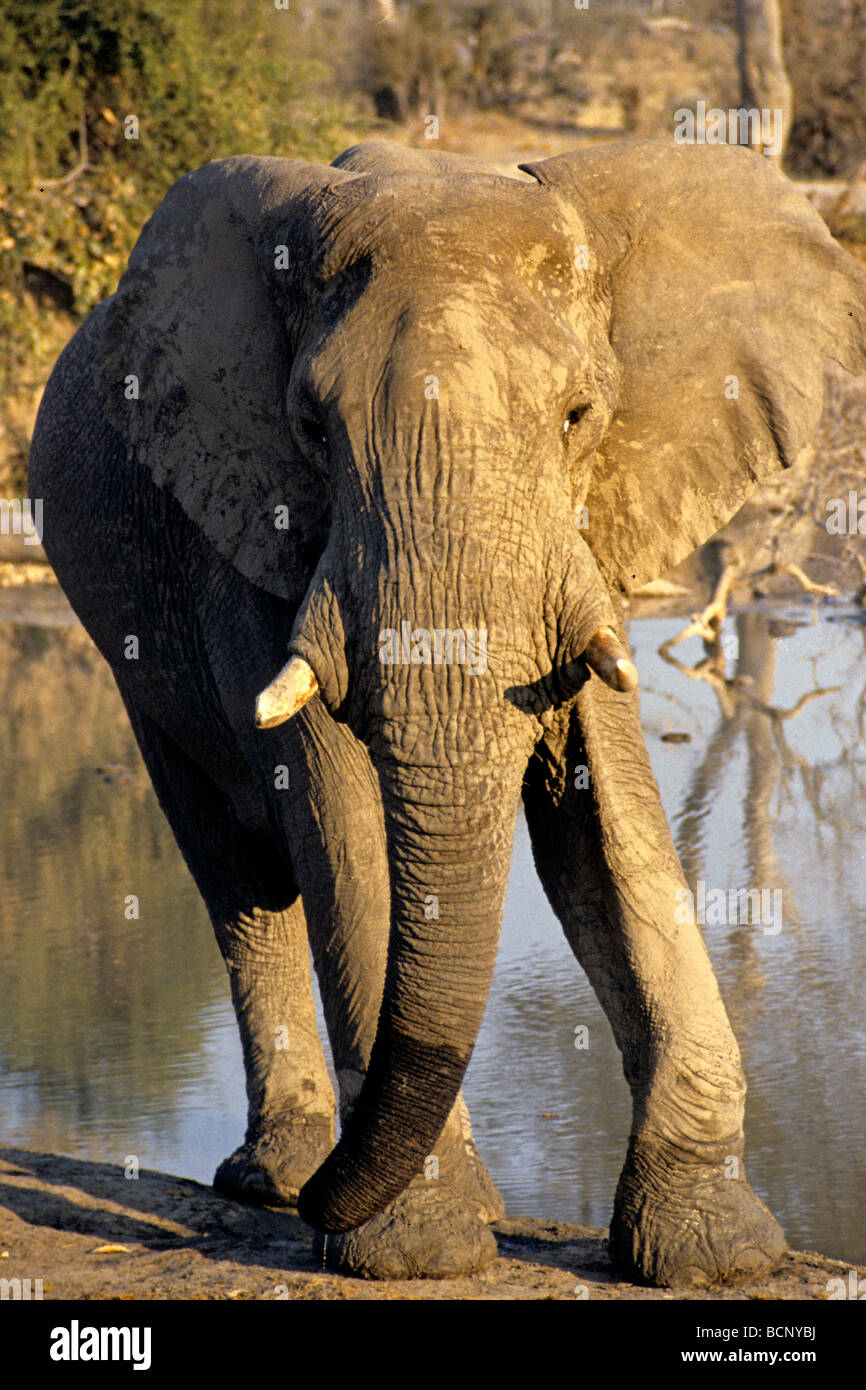 Dead elephant tanzania hi-res stock photography and images - Alamy