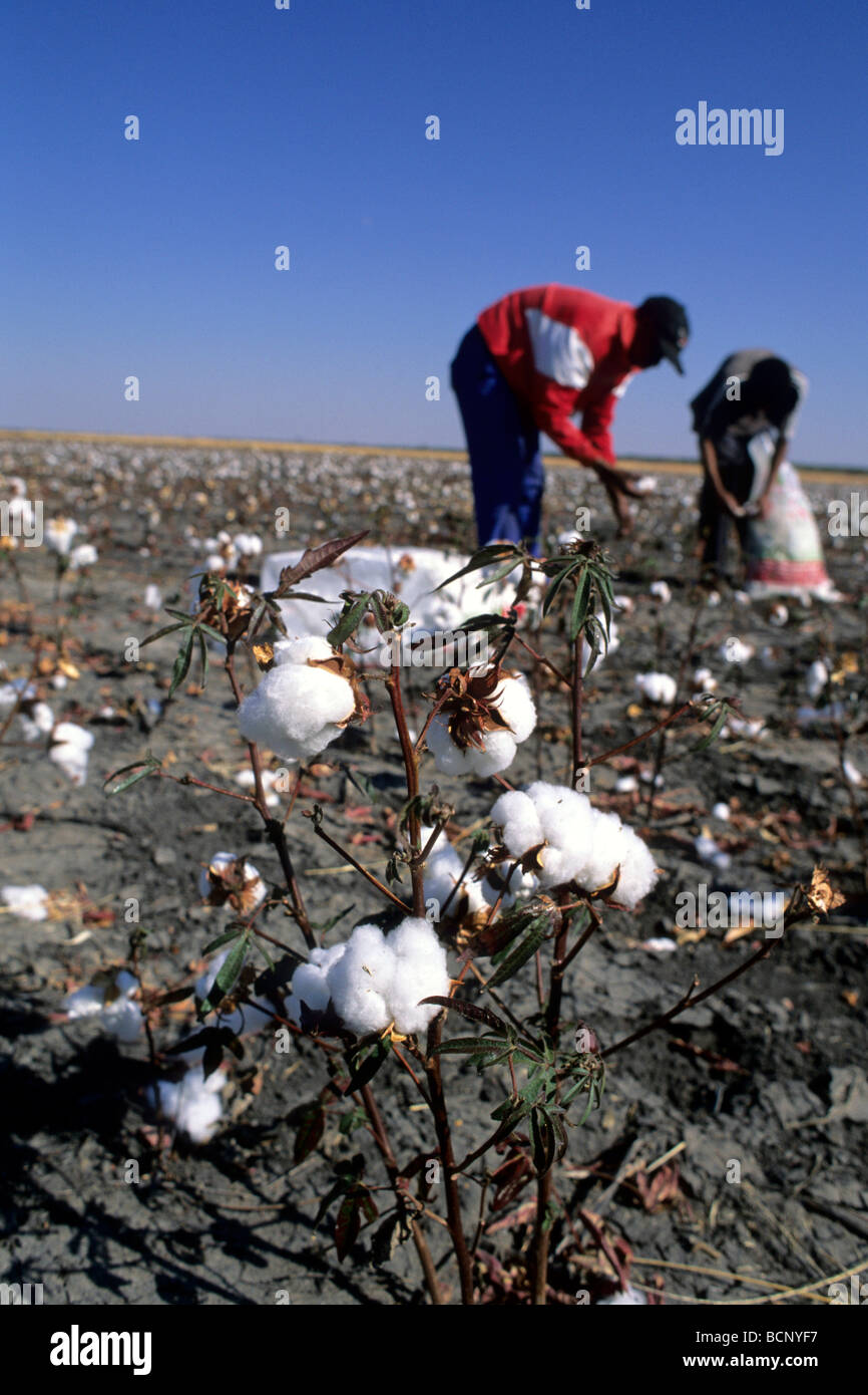 botswana Worker in a cotton field near Nata Stock Photo Alamy