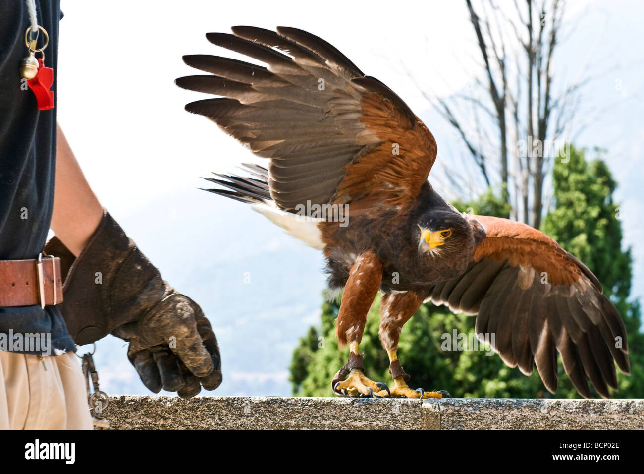 hawk falcon Stock Photo