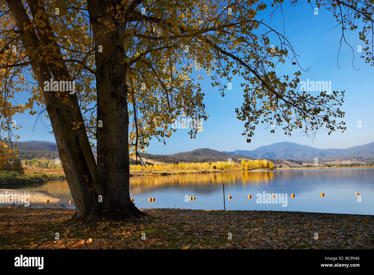 Trees at Boat Harbour Picnic Area Khancoban Pondage and Autumn Colour Snowy Mountains Southern New South Wales Australia Stock Photo