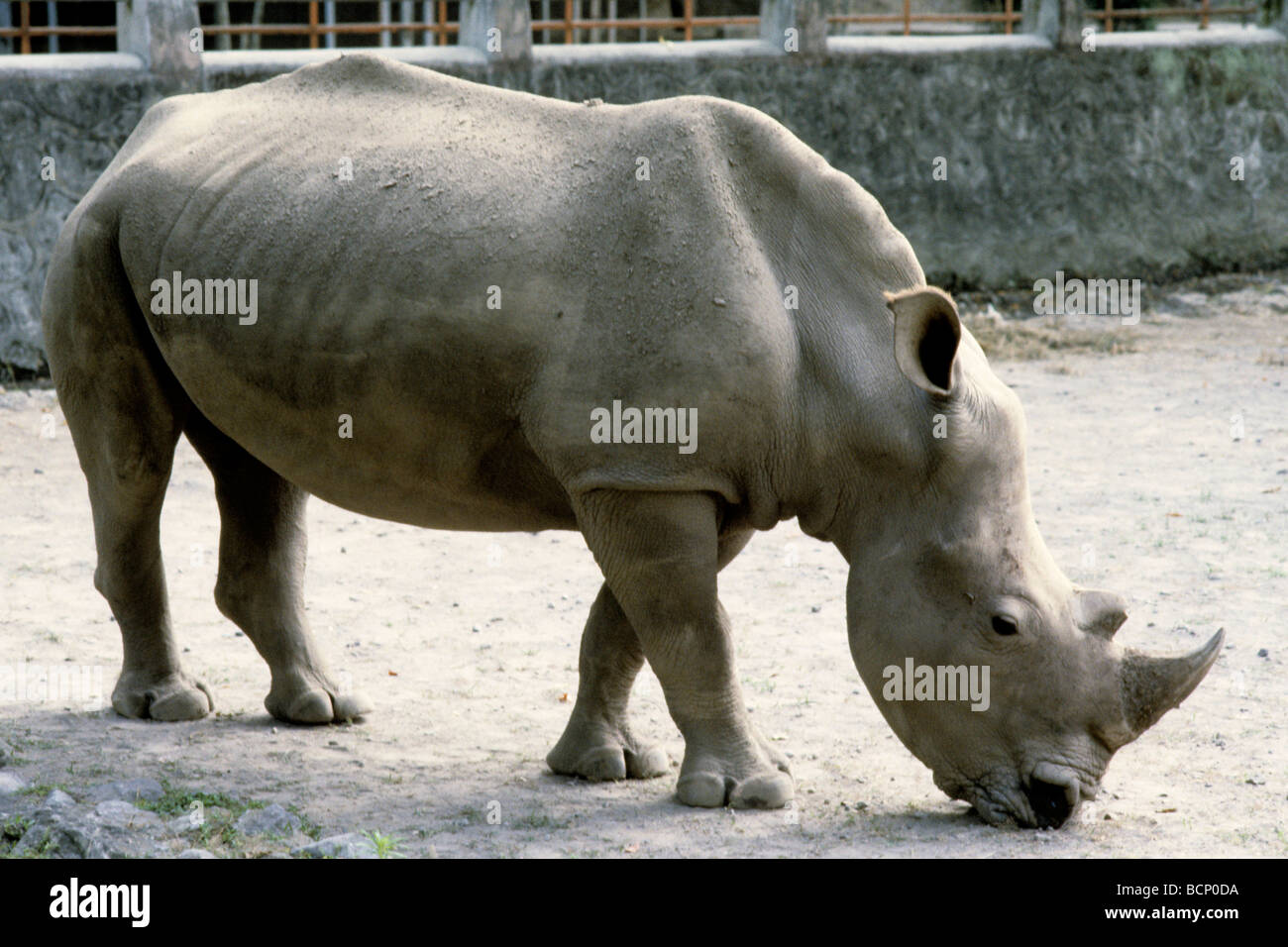 animals in the zoo rhinoceros rhino Stock Photo - Alamy