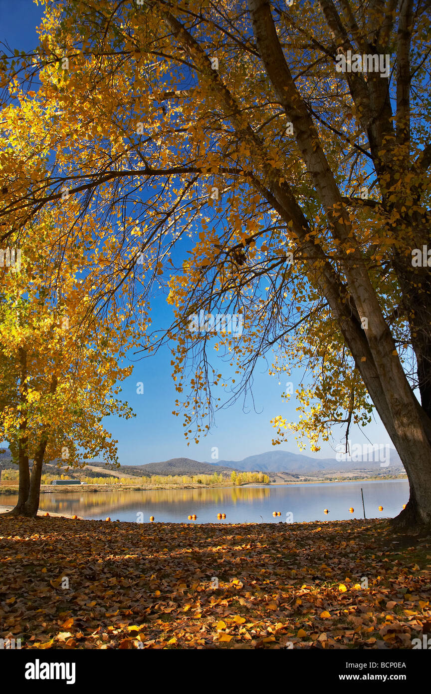 Trees at Boat Harbour Picnic Area Khancoban Pondage and Autumn Colour Snowy Mountains Southern New South Wales Australia Stock Photo