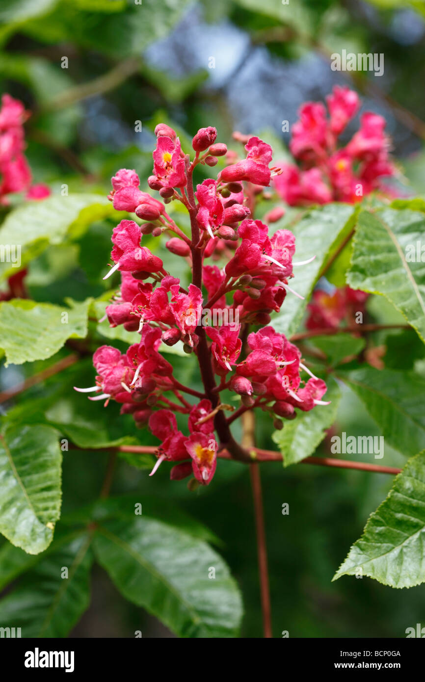 Red horse chestnut A x carnea close up of flowers Stock Photo