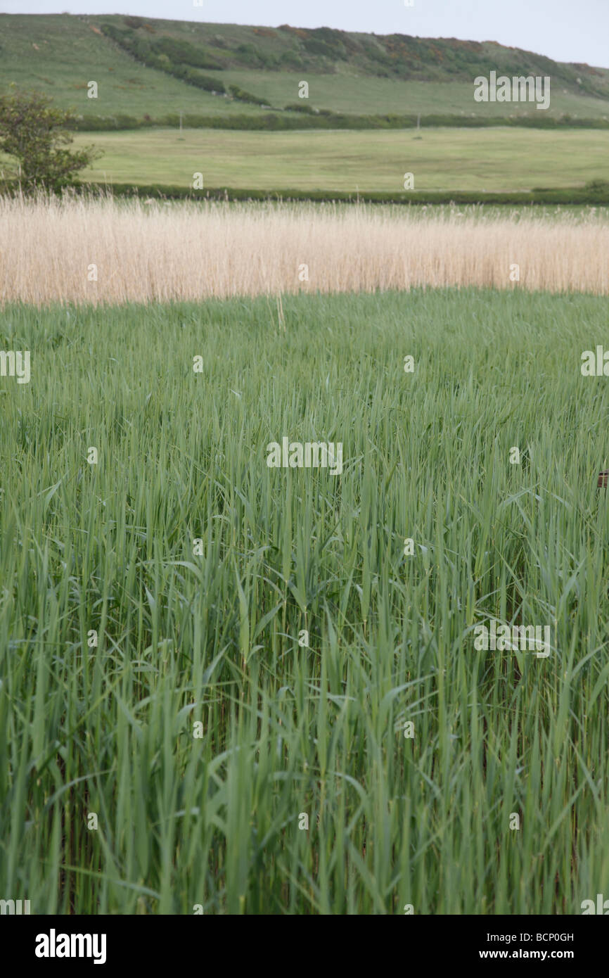 reedbed used for waste water filtration Stock Photo