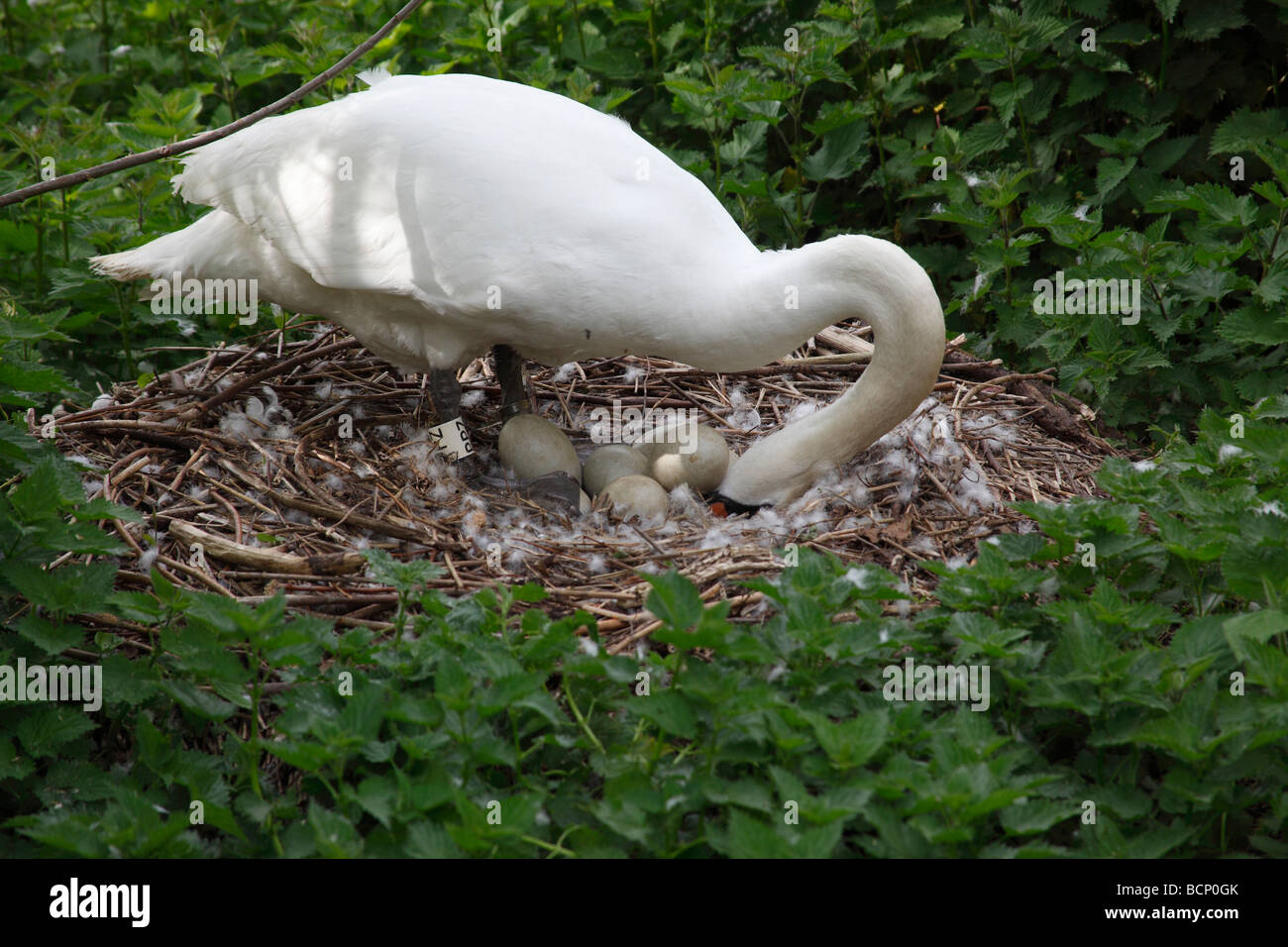 Mute swan Cygnus olor turning eggs in nest Stock Photo Alamy