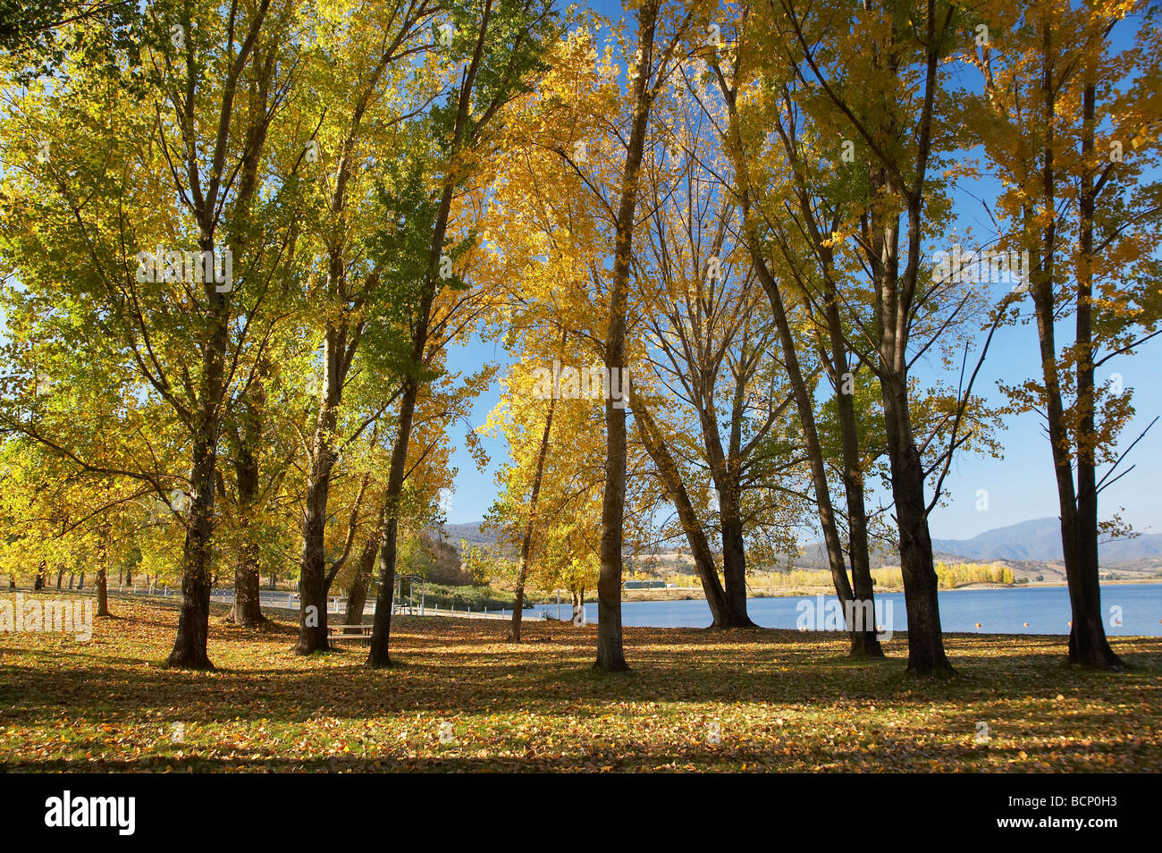 Autumn Trees at Boat Ramp Picnic Area by Khancoban Pondage Snowy Mountains Southern New South Wales Australia Stock Photo