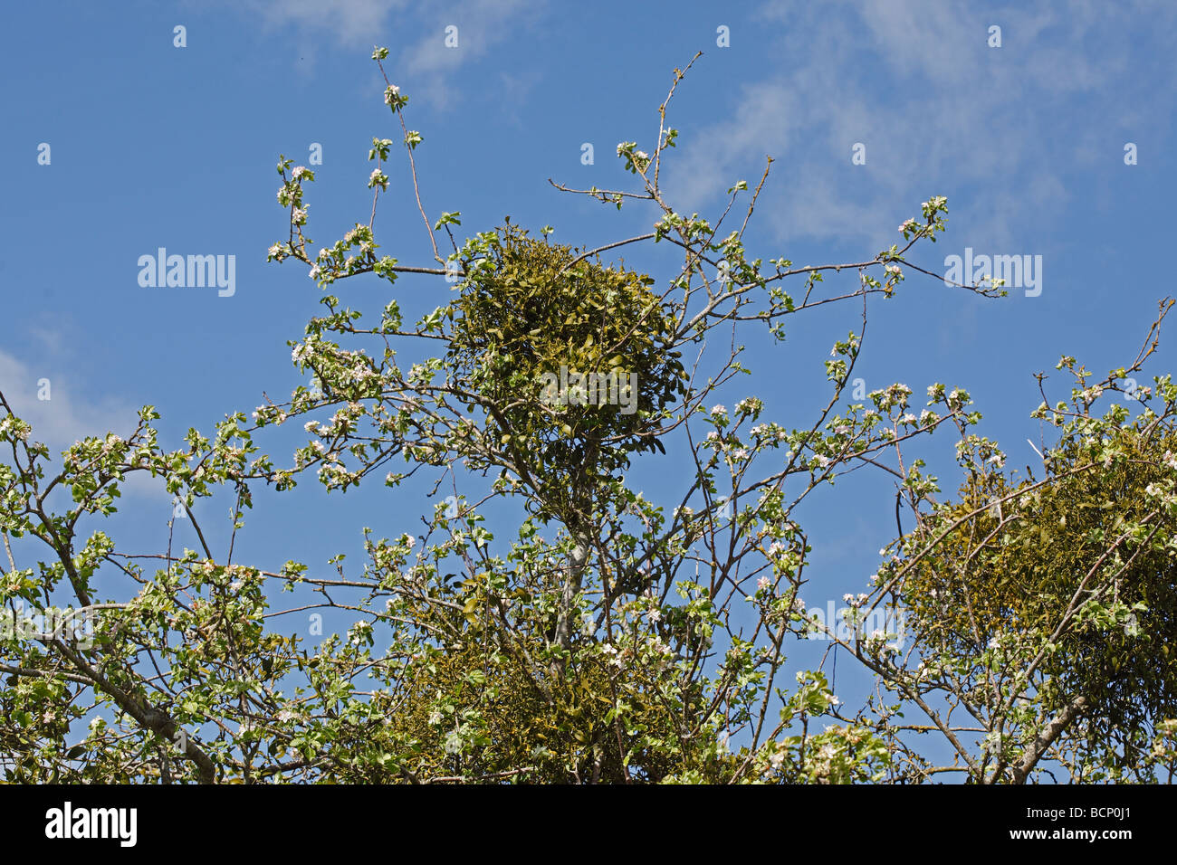mistletoe Viscum album growing on apple tree Stock Photo