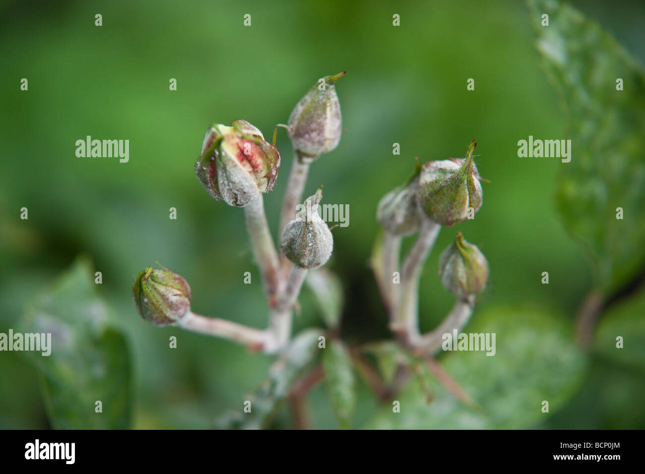 Powdery mildew on rose plant with buds Stock Photo
