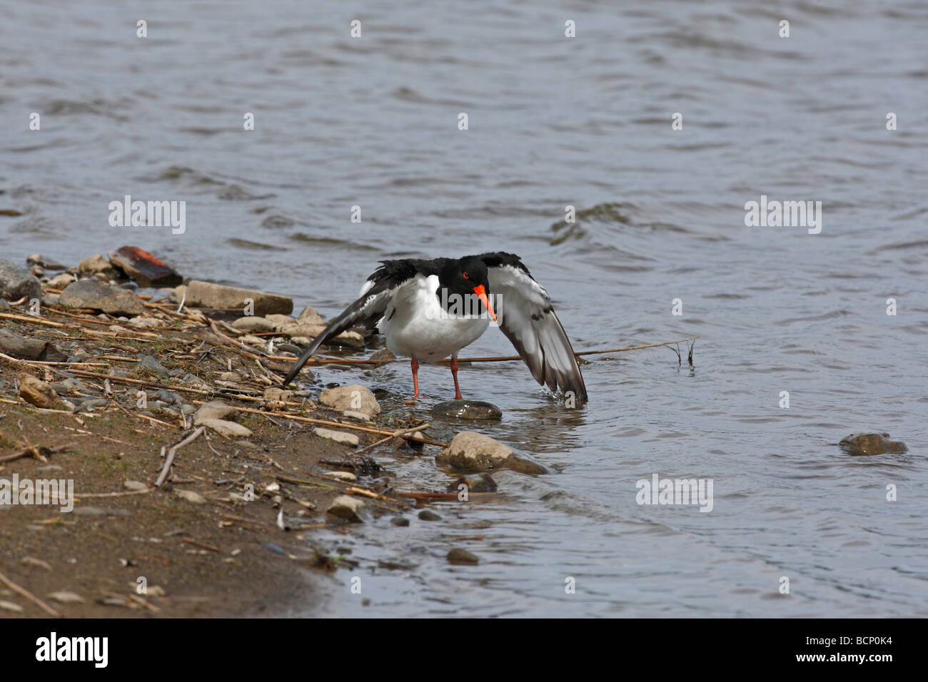 oyster catcher Haematopus ostralegus drying wings after bathing Stock Photo