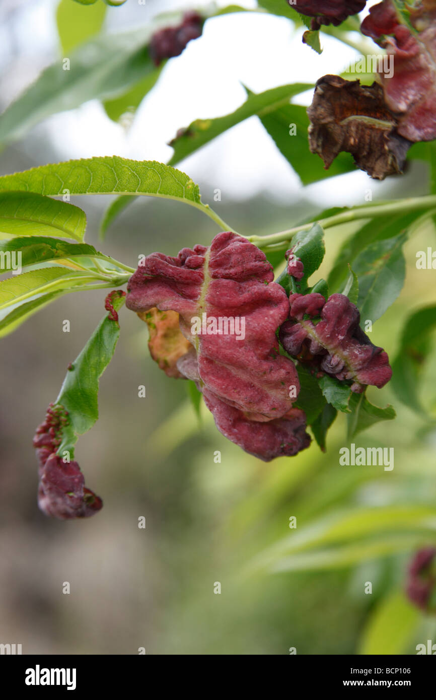 Peach Leaf Curl Taphrina Deformans Close Up On Almond Leaf Stock Photo Alamy