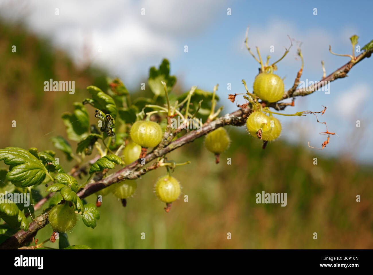 gooseberry branch stripped of leaves by gooseberry sawfly caterpillars Stock Photo