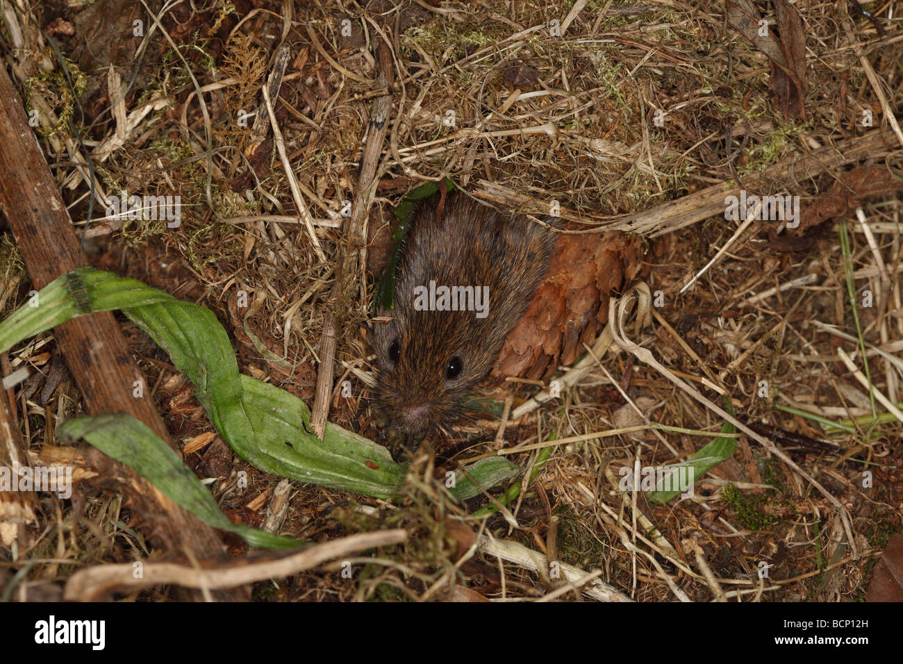 Short tailed field vole Microtus agrestis coming out of nest Stock