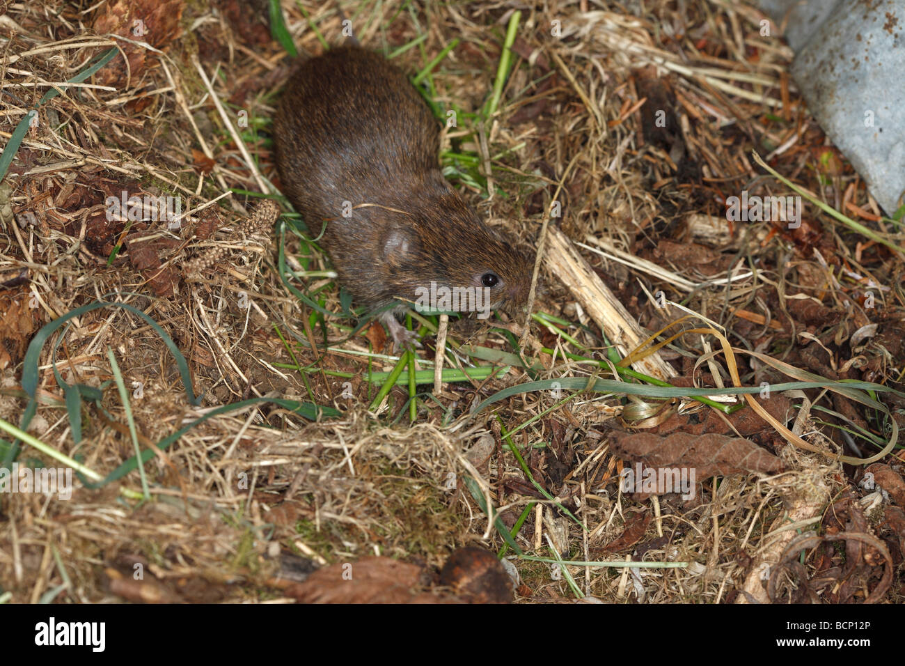 Short tailed field vole Microtus agrestis moving over ground Stock Photo