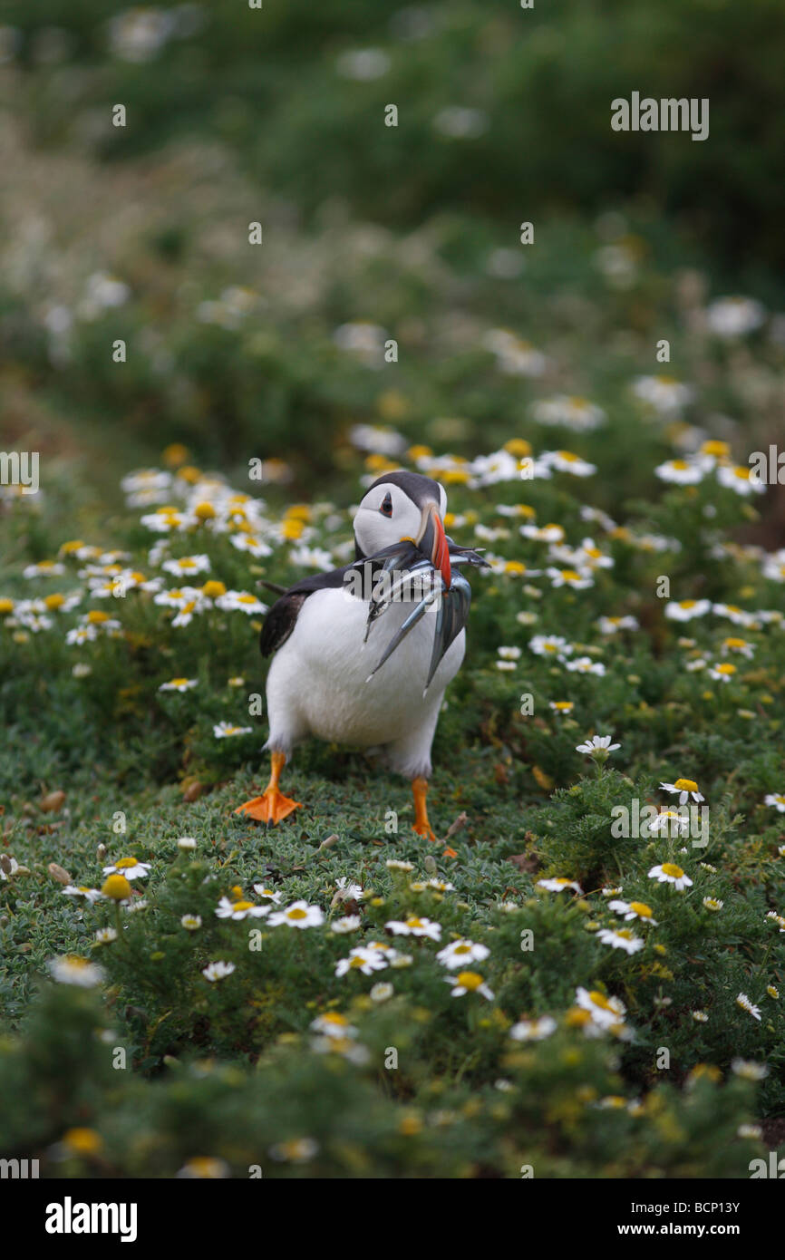 puffin Fratercula arctica standing with beakful of sandeels Stock Photo
