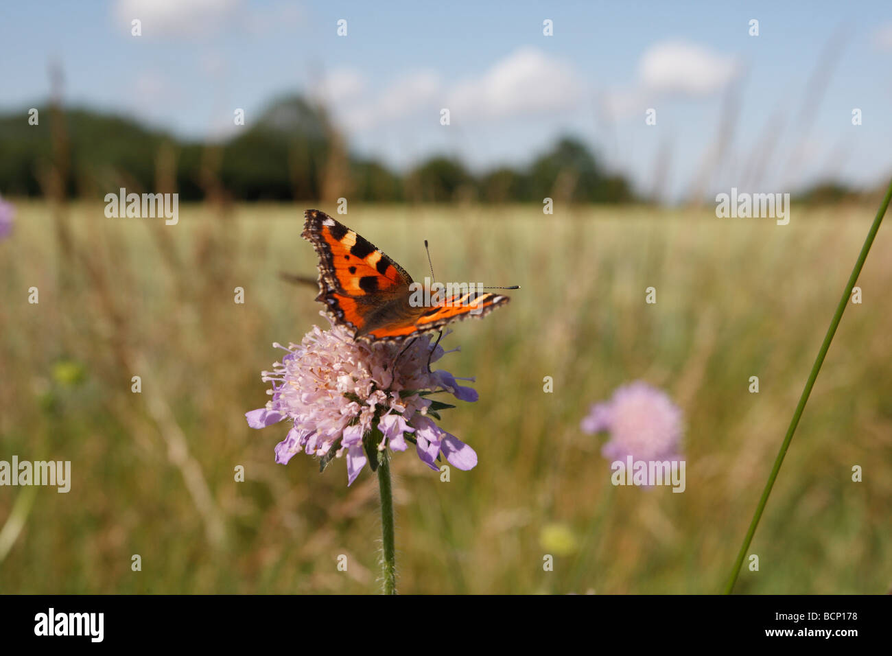 Small tortoiseshell Aglais urticae taking nectar from field scabious Stock Photo
