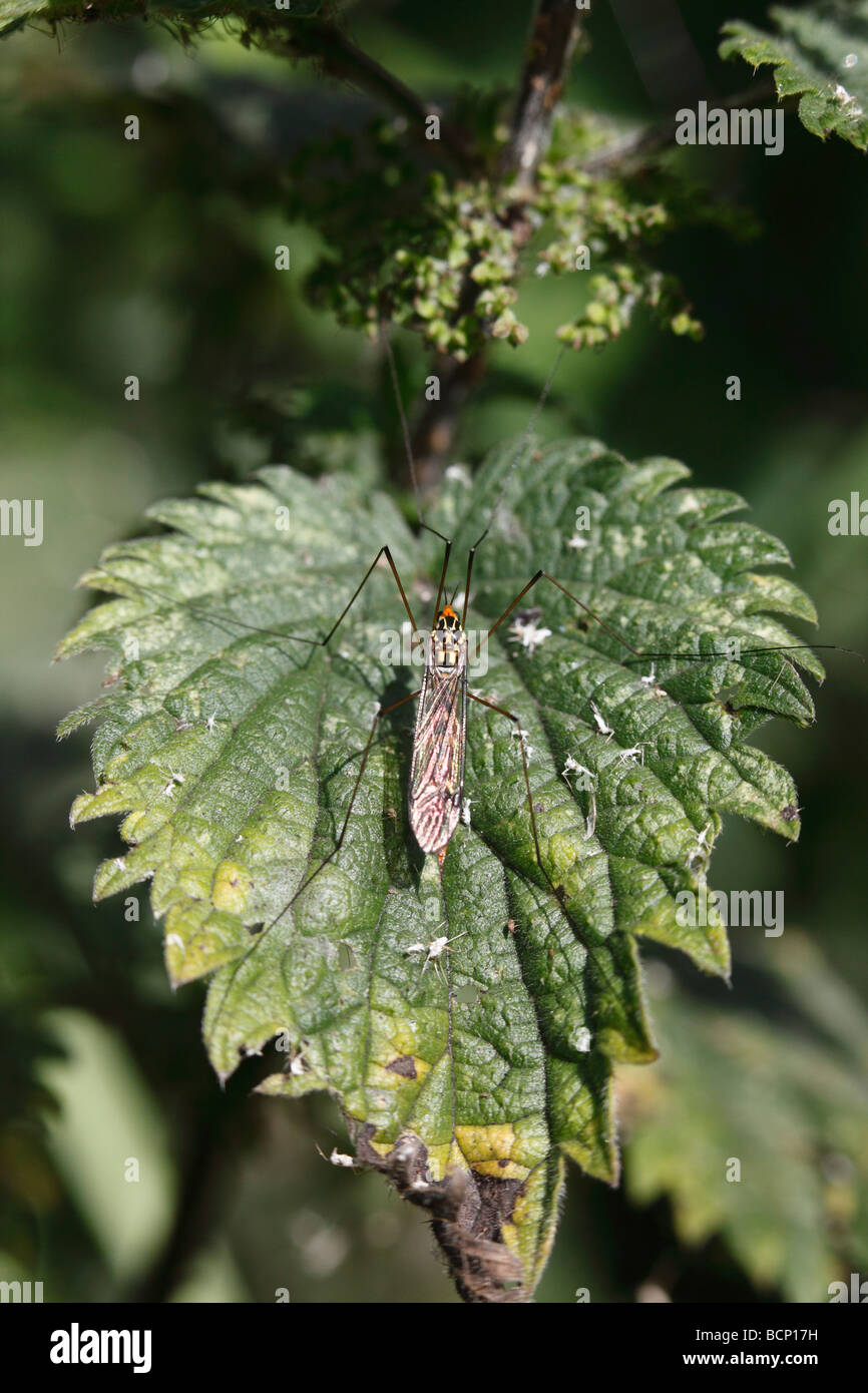 Spotted cranefly Nephrotoma appendiculata at rest on nettle Stock Photo