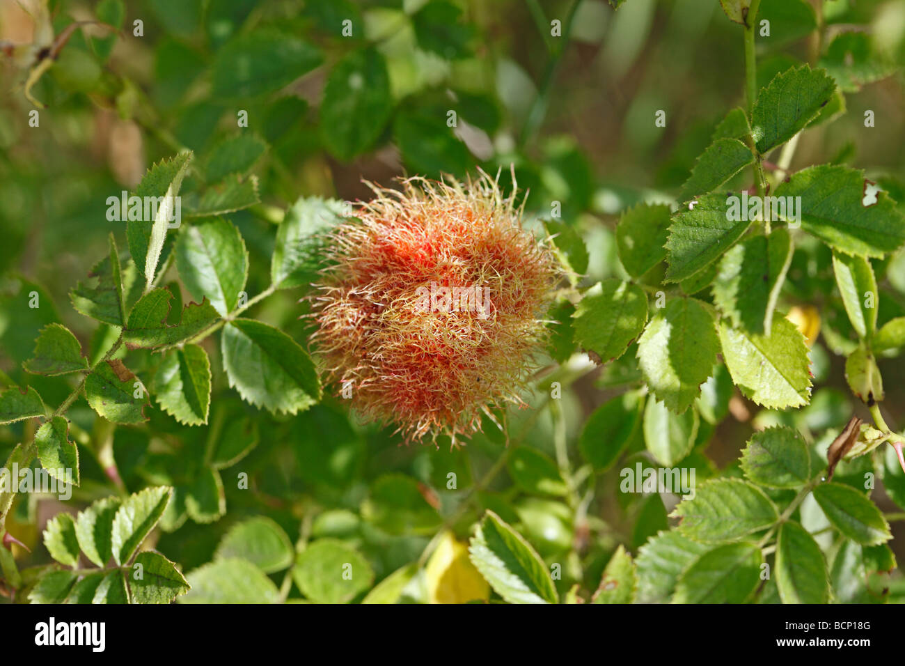 Robins pincushion Diplolepsis rosae on wild rose Stock Photo Alamy