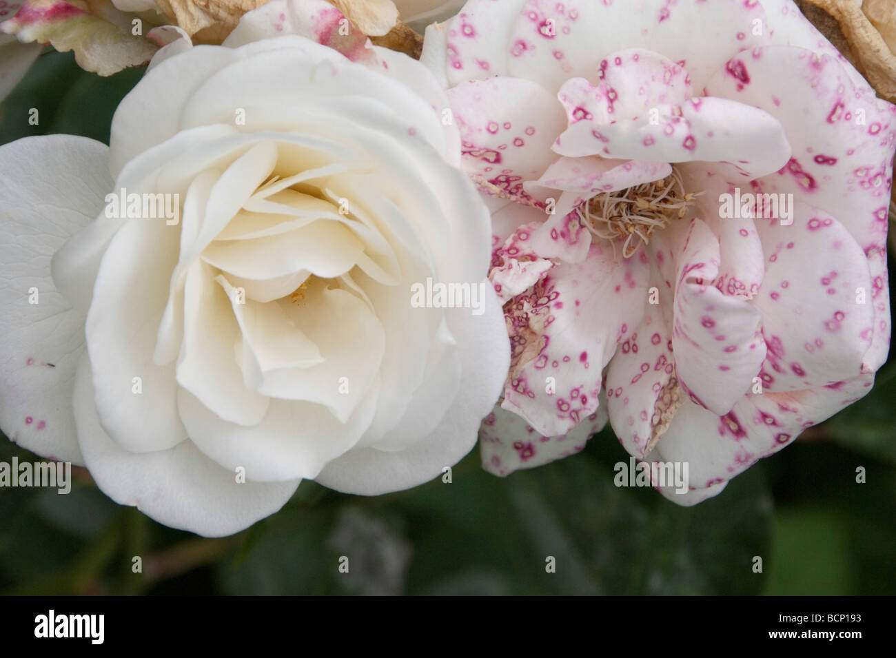 Ageing Roses Old age spot hi-res stock photography and images - Alamy