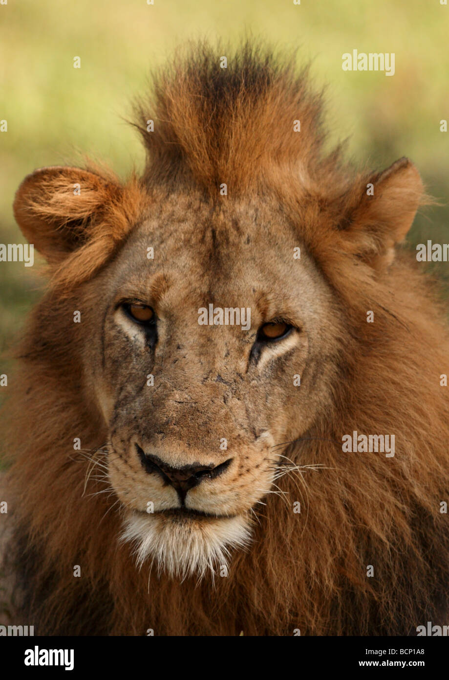 Tawny african lion hi-res stock photography and images - Alamy
