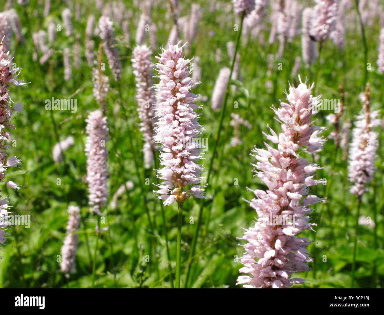 Common bistort Polygonum bistorta in meadow Stock Photo