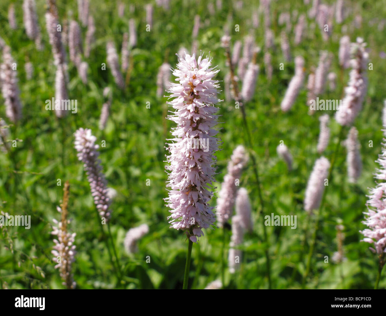 Common bistort Polygonum bistorta in meadow Bavarian Alps Germany Stock Photo