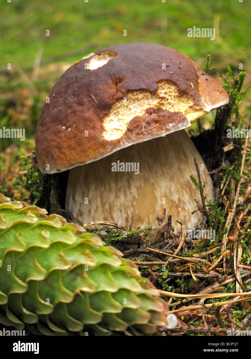 mushroom Boletus badius Forest mushroom in the grass Xerocomus badius Bay bolete Stock Photo