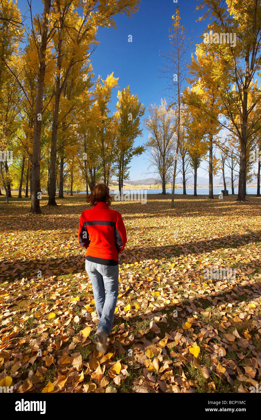 Autumn Trees at Boat Ramp Picnic Area by Khancoban Pondage Snowy Mountains Southern New South Wales Australia Stock Photo