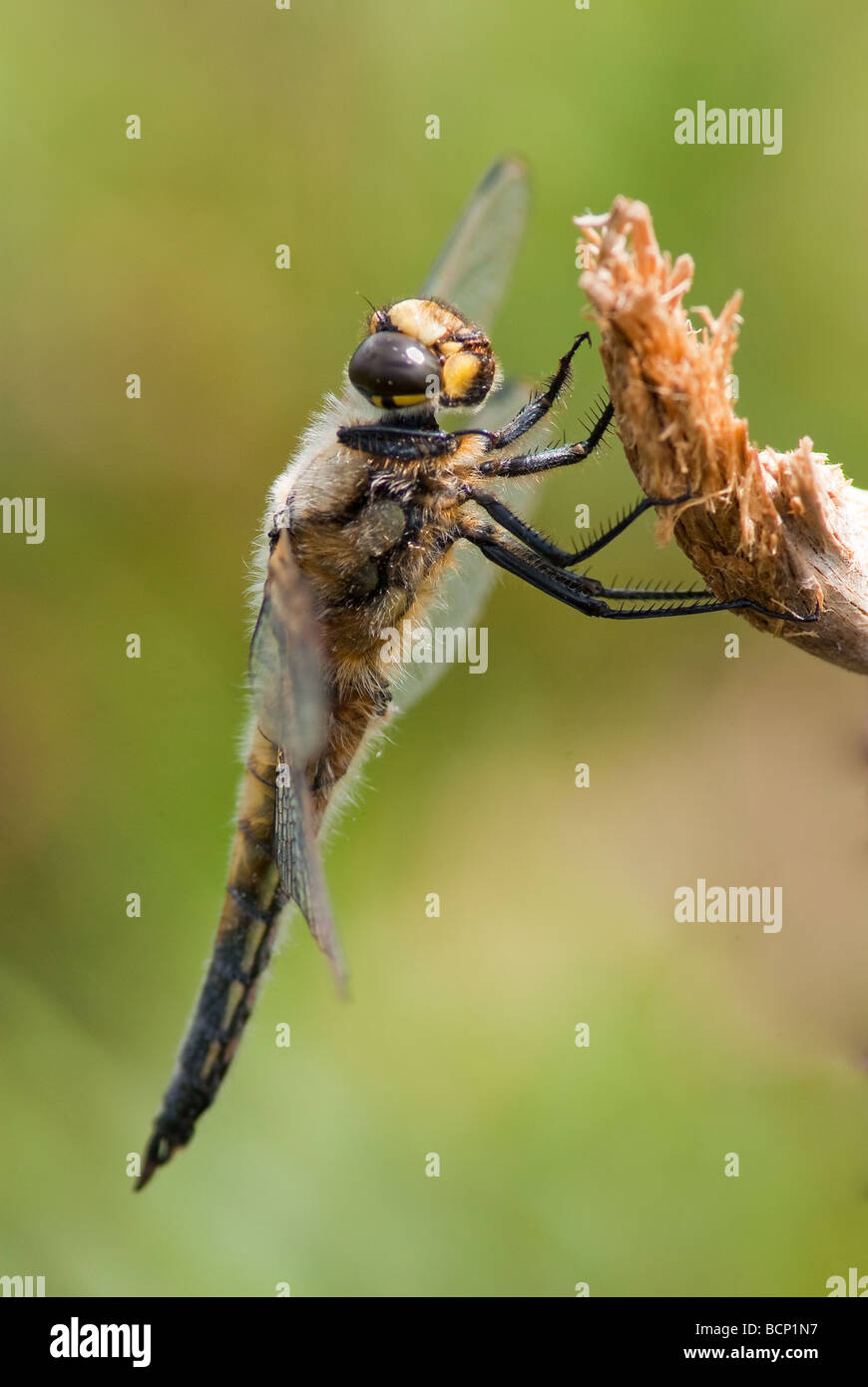 Dragonfly - Four-spotted chaser Stock Photo
