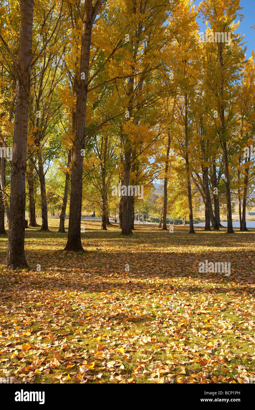 Autumn Trees at Boat Ramp Picnic Area by Khancoban Pondage Snowy Mountains Southern New South Wales Australia Stock Photo