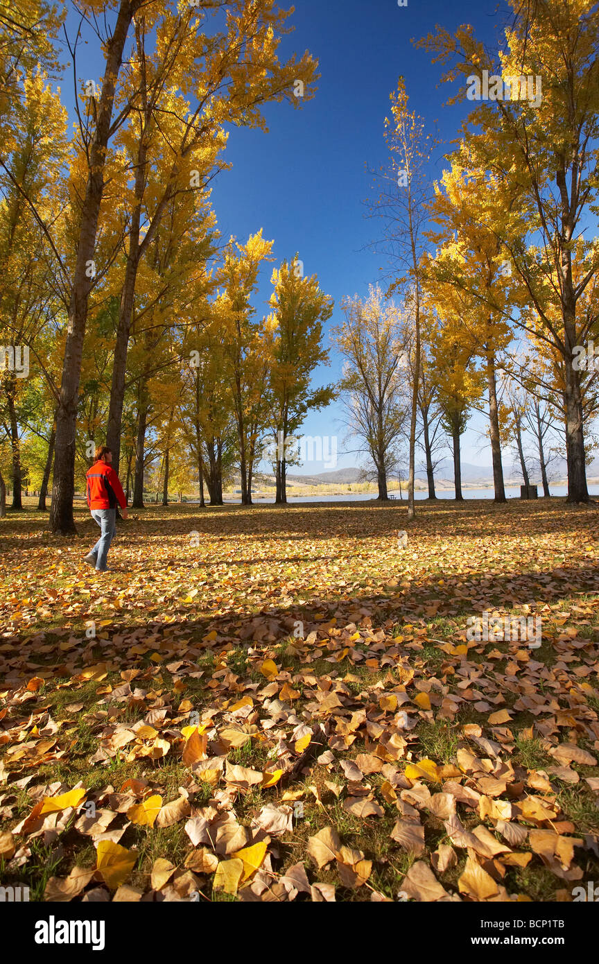 Autumn Trees at Boat Ramp Picnic Area by Khancoban Pondage Snowy Mountains Southern New South Wales Australia Stock Photo