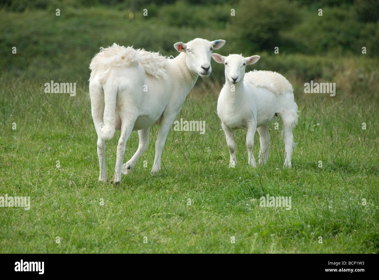 Pembrokeshire Wales Newly shorn sheep Stock Photo Alamy