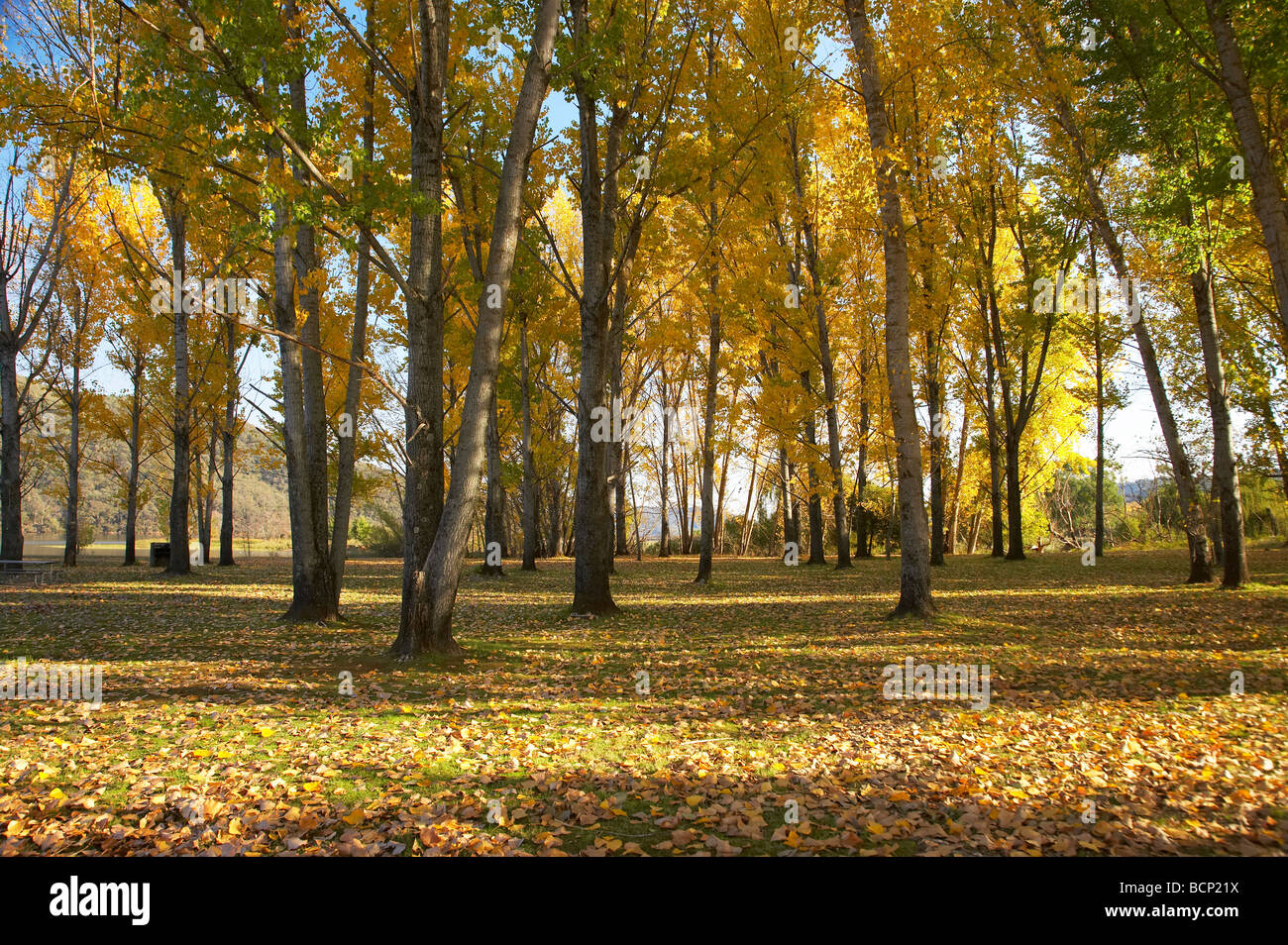Autumn Trees at Boat Ramp Picnic Area by Khancoban Pondage Snowy Mountains Southern New South Wales Australia Stock Photo