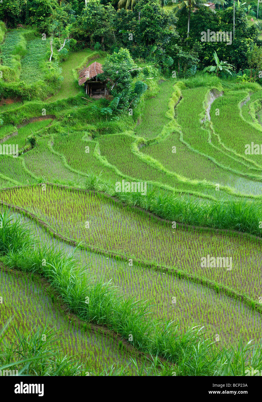 the terraced rice fields, near Tirtagangga, Bali, Indonesia Stock Photo